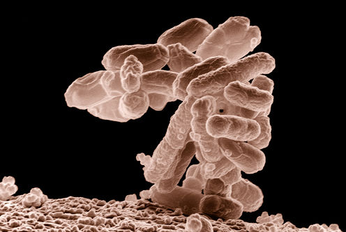 Baby it’s warm inside … we have 200 microbes for every human cell. Agricultural Research Service